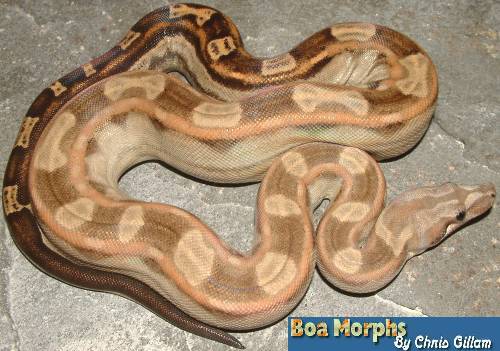 motley boa