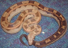 motley boa