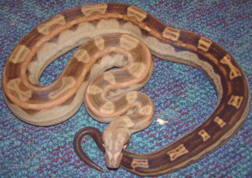 motley boa