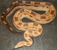 motley female