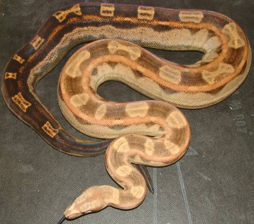 motley female
