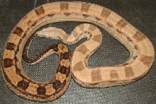 motley male