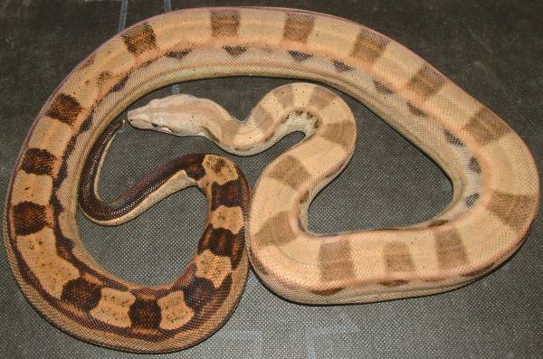 motley male