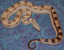 motley boa