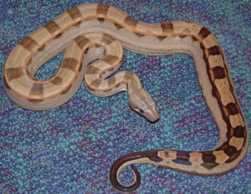 motley boa