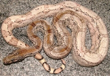 boa