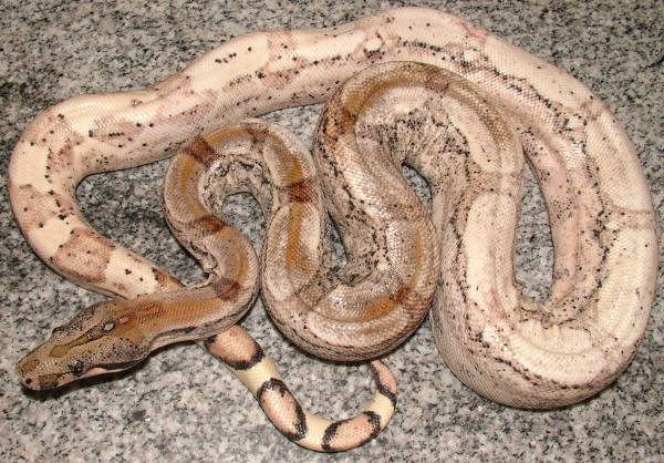 boa
