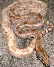 boa
