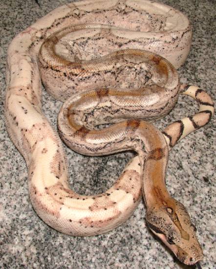 boa