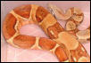 hypo boa