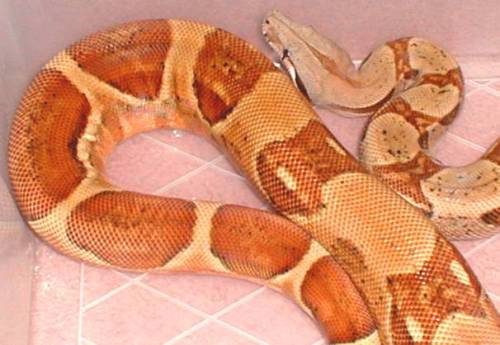 hypo boa
