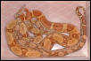 orange tail hypo   jungle boa