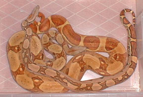 orange tail hypo   jungle boa