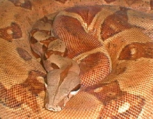 hypo