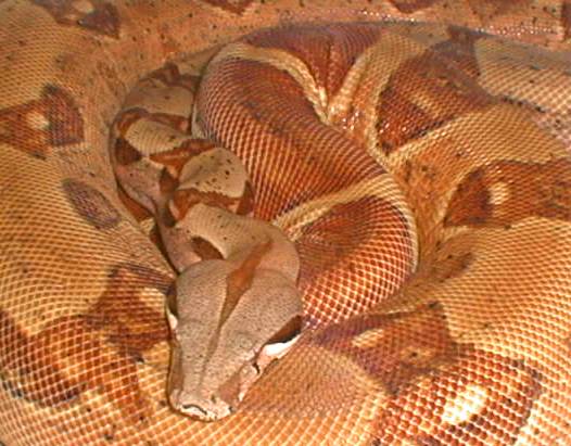hypo