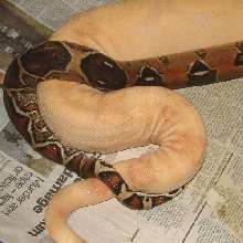 boa