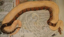 boa