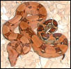pastel boa