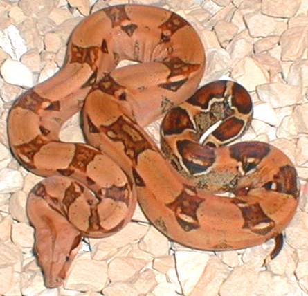 pastel boa