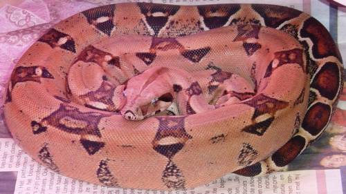pastel boa