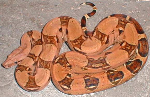 pastel boa
