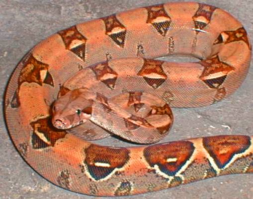 pastel boa