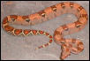 pastel boa