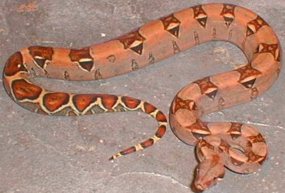 pastel boa