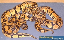 pastel ball pythons