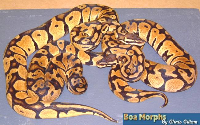 pastel ball pythons