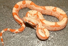 sunglow