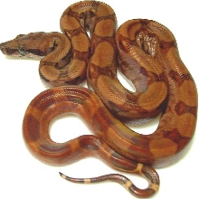 boa