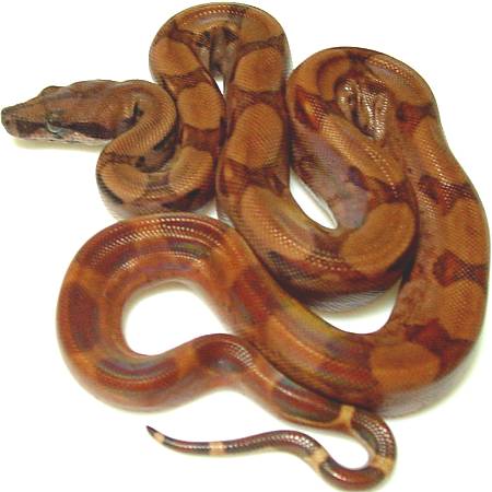 boa