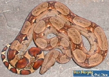 red tail boa