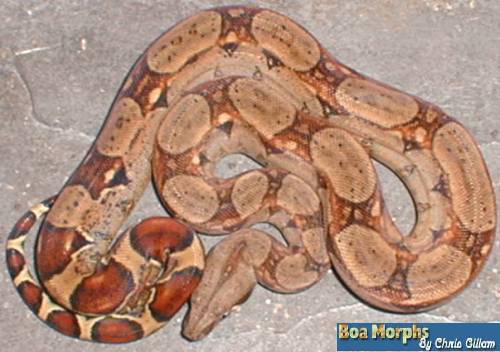 red tail boa