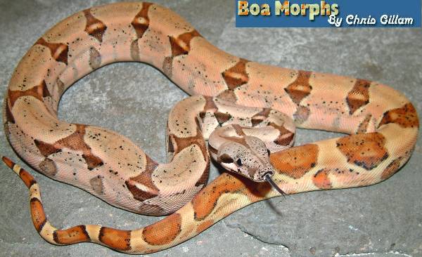 salmon poss dbl het sunglow