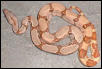 salmon poss dbl het