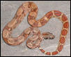 salmon poss dbl het