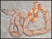 salmon poss dbl het