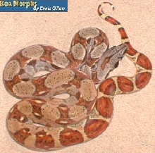 poss dbl het sunglow