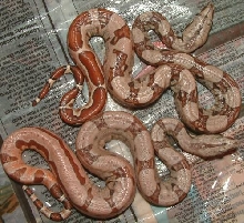 baby salmons