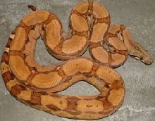 boa