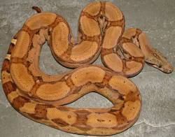 boa