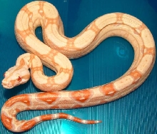 sharp albino