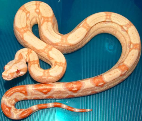 sharp albino
