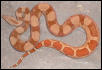 salmon hypo