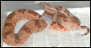 salmon hypo