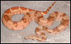 salmon hypo