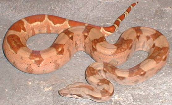 salmon hypo