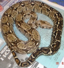 sonoran